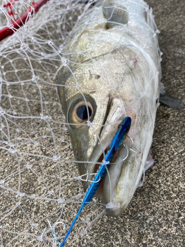 スズキの釣果