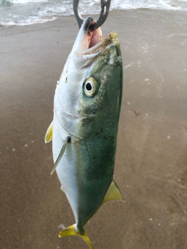 ショゴの釣果