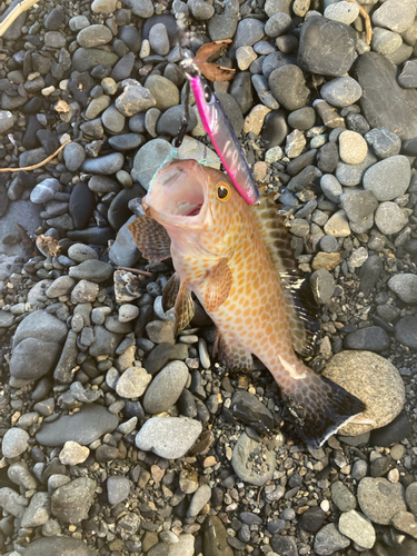 オオモンハタの釣果