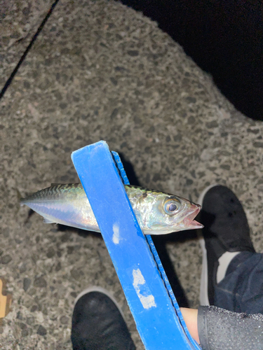 アコウの釣果