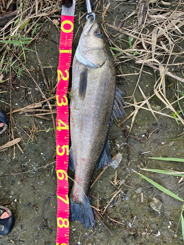 スズキの釣果