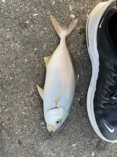 ワカシの釣果