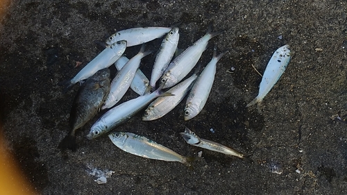 カマスの釣果