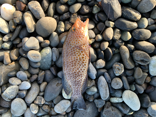 オオモンハタの釣果