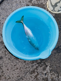 サバの釣果