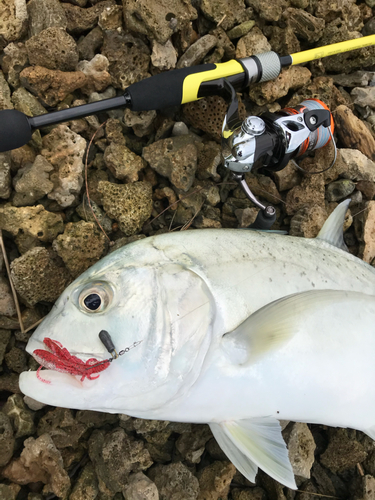 オニヒラアジの釣果