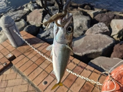 サバの釣果