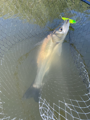 シーバスの釣果