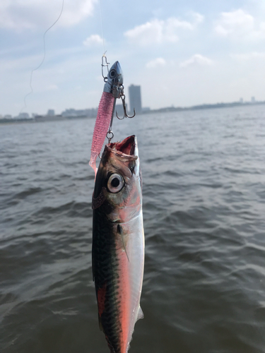 サバの釣果