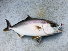 ショゴの釣果