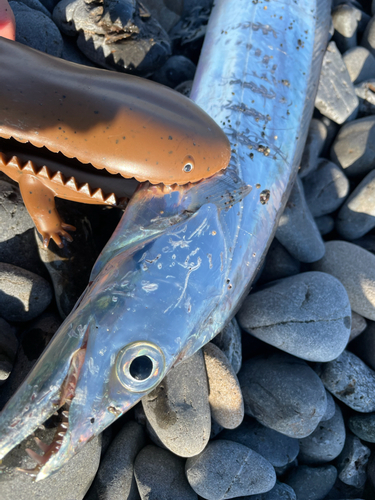 タチウオの釣果