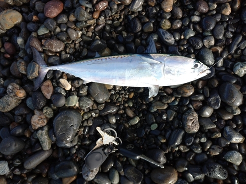 マルソウダの釣果