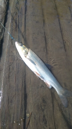 ウグイの釣果