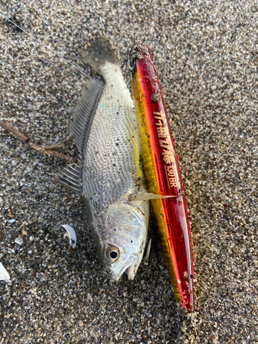 ニベの釣果