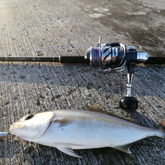 カンパチの釣果