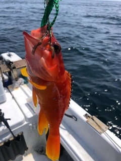 オジサンの釣果