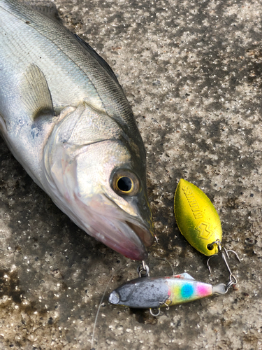 シーバスの釣果