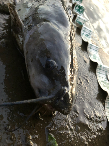 アメリカナマズの釣果