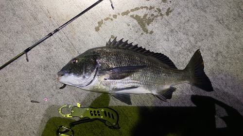 チヌの釣果