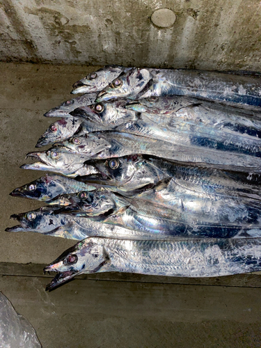 タチウオの釣果