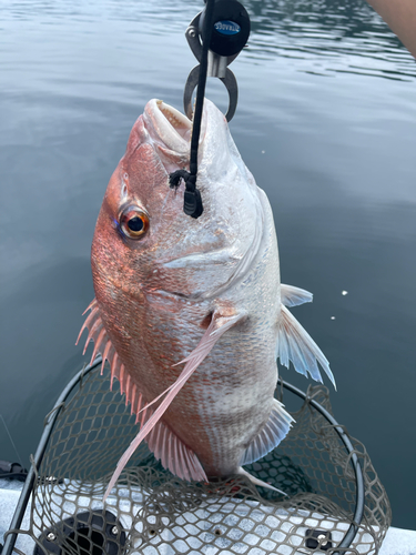 タイの釣果