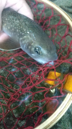 イワナの釣果