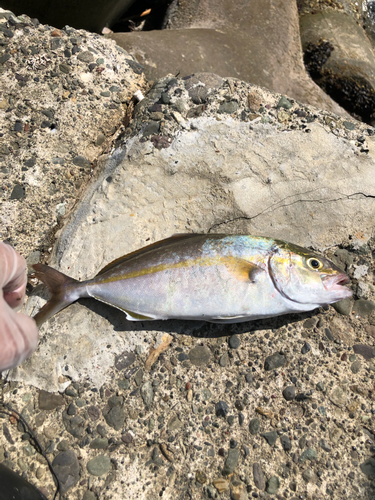 ショゴの釣果