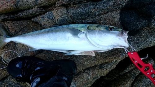 ハマチの釣果