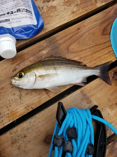 イサキの釣果