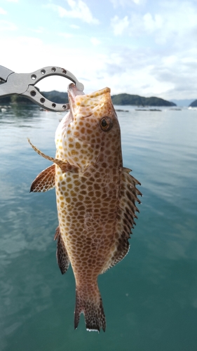 オオモンハタの釣果