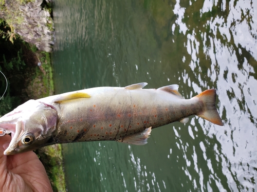 アマゴの釣果