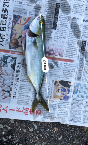 ツバイソの釣果