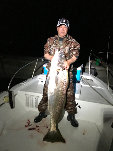 オオニベの釣果