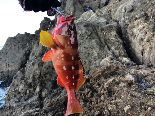 アカハタの釣果