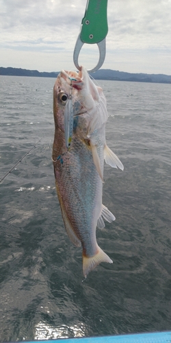 イシモチの釣果