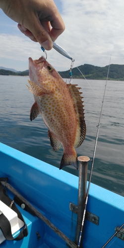 オオモンハタの釣果