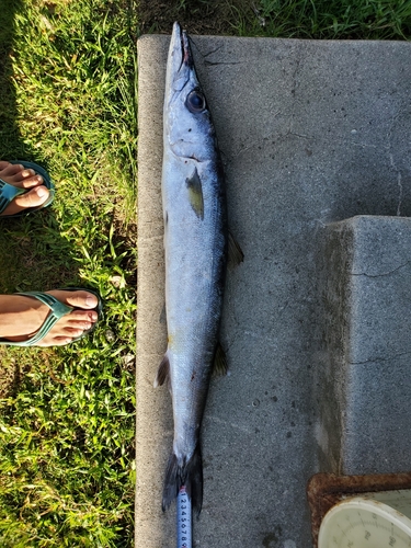 オオメカマスの釣果