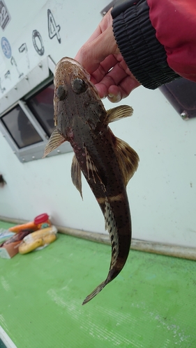 ワニゴチの釣果