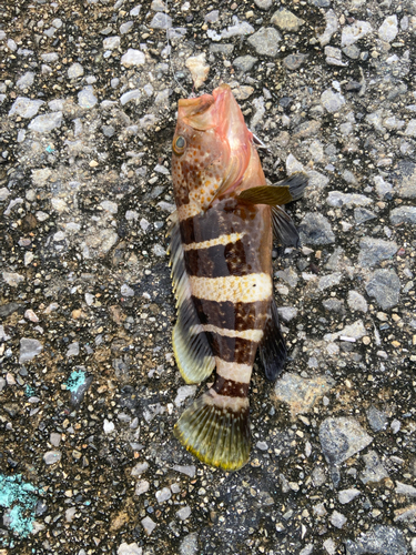 アオスジハタの釣果