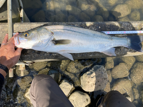 スズキの釣果