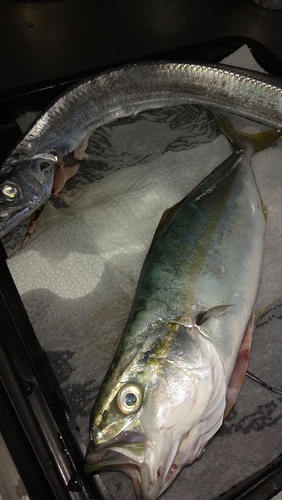 タチウオの釣果