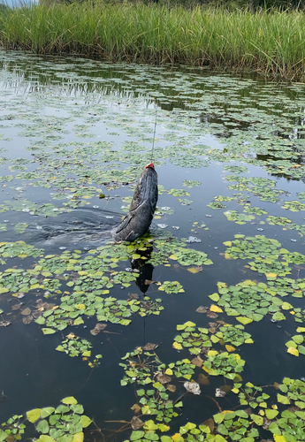 ライギョの釣果