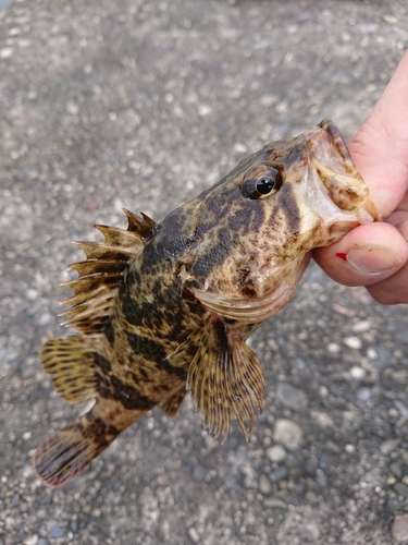 タケノコメバルの釣果