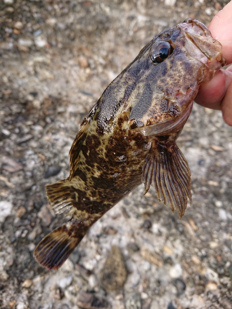 タケノコメバル