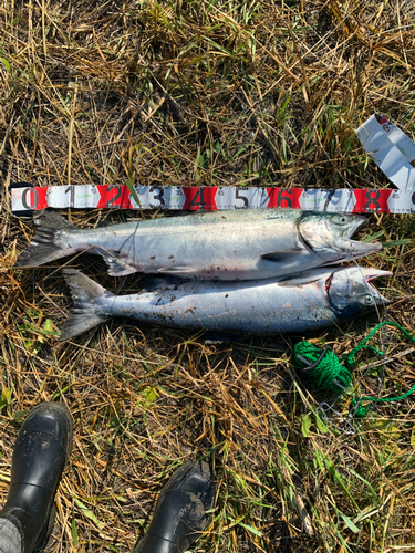 サケの釣果