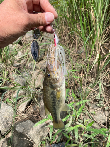 ラージマウスバスの釣果