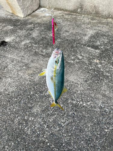 ツバスの釣果