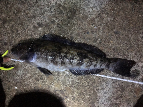 アブラコの釣果