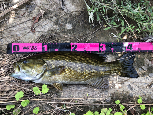 スモールマウスバスの釣果