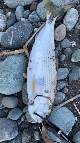 コノシロの釣果